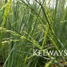 Poa labillardieri