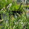 Sesleria 'Greenlee'