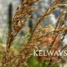 Stipa calamagrostis 'Allgau'