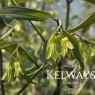 Disporum longistylum 'Green Giant' (2 litre pot)