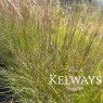Panicum amarum 'Sea Mist'