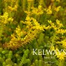 Sedum sexangulare