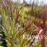 Panicum virgatum 'Shenandoah'
