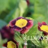 Primula auricula 'Piers Telford'