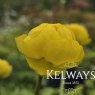 Trollius europaeus 'Lemon Supreme'