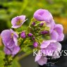 Cardamine raphanifolia