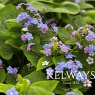 Brunnera macrophylla 'Langtrees'
