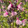 Salvia 'Dancing Dolls'