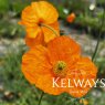 Papaver rupifragum 'Orange Feathers'