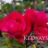 Rosa 'Many Thanks'