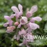 Lamium maculatum 'Pink Pewter' (9cm pot)