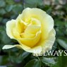 Rosa 'Worcestershire'