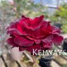 Rosa 'Hommage a Barbara'