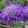 Scabiosa columbaria 'Mariposa Blue' PBR (9cm pot)