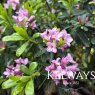 Daphne x transatlantica PINK FRAGRANCE ('Blapink' PBR) (2 litre pot)