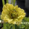 Geum 'Banana Daiquiri' (Cocktails Series) (2 litre pot)