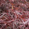 Acer palmatum 'Enkan'