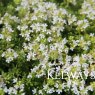 Thymus serpyllum var. albus