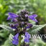 Nepeta 'Neptune'