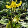 Erythronium 'Pagoda'