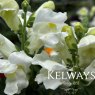 Antirrhinum majus 'Sonnet White' (Sonnet Series)