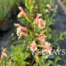 Salvia x jamensis BELLE DE LOIRE ('Barsabel')