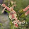 Salvia x jamensis BELLE DE LOIRE ('Barsabel')