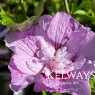 Hibiscus syriacus 'Lavender Chiffon' (Chiffon Series)
