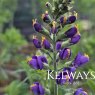 Baptisia australis 'Blueberry Sundae' (Decadence Series) (3 litre pot)