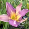 Hemerocallis 'Nile Crane'