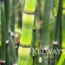 Equisetum ramosissimum var. japonicum