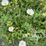 Cistus salviifolius