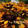 Rudbeckia RUDY MINI YELLOW BLACK (Rudy Mini Series)