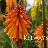 Kniphofia POCO ORANGE ('Tnknipo' PBR) (Poco Series)
