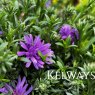 Symphyotrichum dumosum ALPHA PURPLE ROCKET