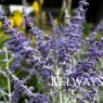 Perovskia yangii 'Silvery Blue'