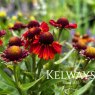 Helenium 'Strawberry Sundae' (Sundae Series)