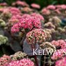 Sedum 'Coraljade' (Rock 'n Grow Series)
