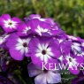 Phlox paniculata 'Sweet Summer Purple Bicolor'