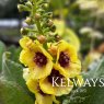 Verbascum 'Dark Eyes'