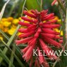 Kniphofia 'Poco Red' (Poco Series)