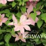Clematis SALLY ('Evipo077' PBR) (Boulevard Series) (EL)