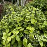 Pittosporum tenuifolium 'Golf Ball'