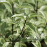 Pittosporum tenuifolium 'Silver Queen' (f/v)