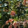 Vaccinium vitis-idaea FIREBALLS ('Lirome' PBR) (F) (Cowberry)