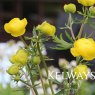 Trollius europaeus