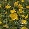 Ranunculus acris (9cm pot)