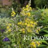 Corokia buddlejoides (3 litre pot)