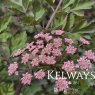 Peucedanum cervaria 'Purple Flush'