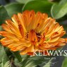 Calendula officinalis 'Sherbet Fizz'